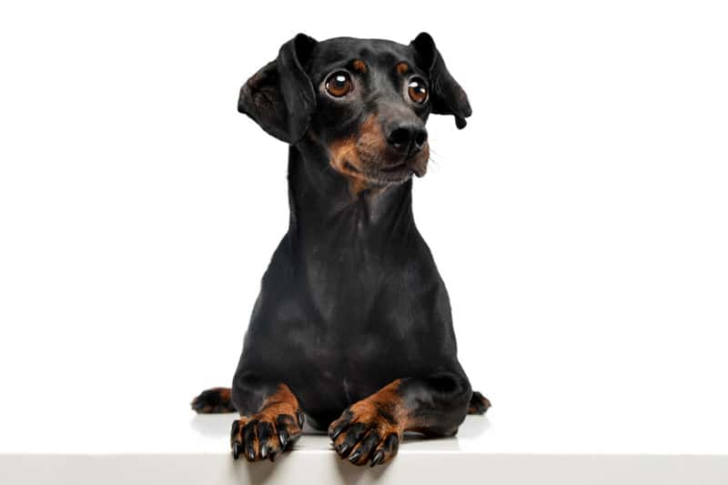 Dachshund puppy laying down