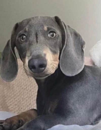 Blue Dachshund Stud