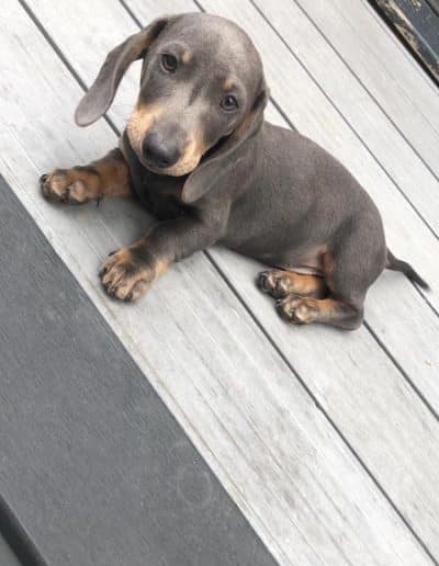 Brown Dachshund Pup