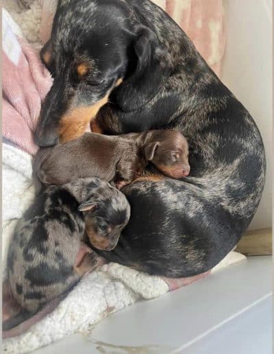 Dachshund Mum and Pups