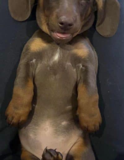 Dachshund Pup on Their Back