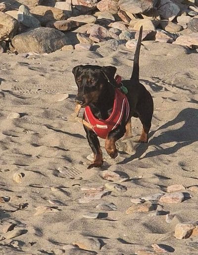 Dachshund Stud Dog