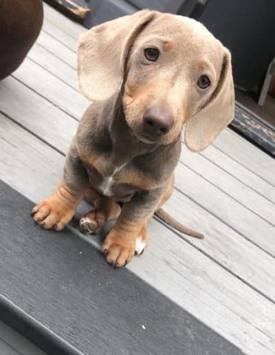 Light Brown Dachshund Pup