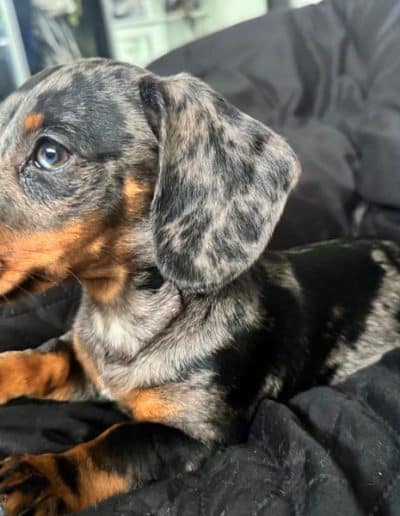 Maverick Silver Dapple Stud Dog Dachshund