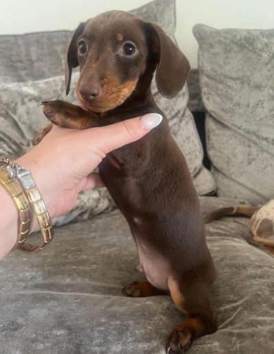 One Brown Dachshund Pup Looking Cute on a Sofa