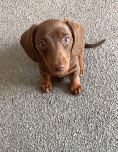 Sold Dachshund Pup 1