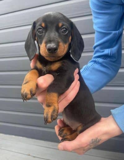 Sold Dachshund Pup 2