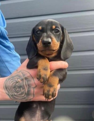 Sold Dachshund Pup 3