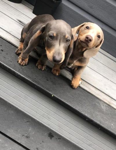 Two Dachshund Pups