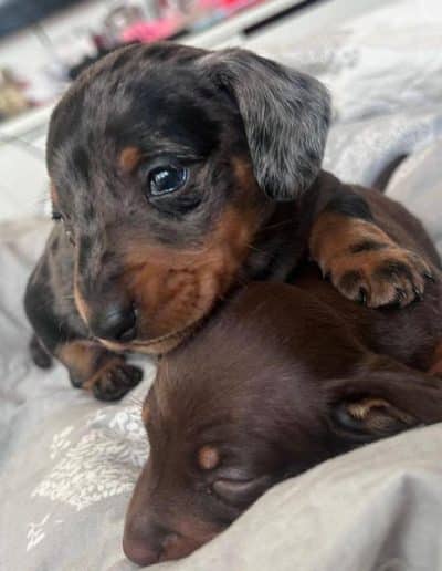 Two Dachshund Pups Having Fun